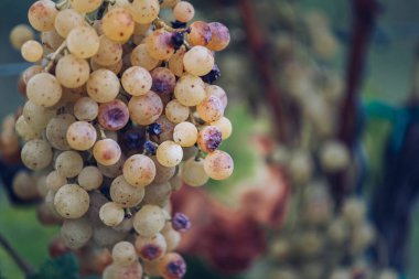 Zengin üzüm hasadı. Asma üzümlü yeşil Riesling üzümleri üzüm bağında hasat için hazır. Pannonhalma Şarap Bölgesi, Macaristan