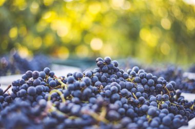Mavi üzümler. Hasat sandığında kırmızı şarap yapmak için üzüm. Macaristan 'da sonbaharda üzüm bağındaki üzüm bağlarının detaylı görüntüsü
