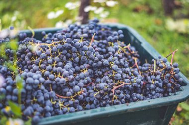 Mavi üzümler. Hasat sandığında kırmızı şarap yapmak için üzüm. Macaristan 'da sonbaharda üzüm bağındaki üzüm bağlarının detaylı görüntüsü
