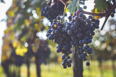 Üzüm bağında bir demet mavi üzüm. Hasatta kırmızı şarap yapmak için Cabernet Franc üzümleri. Macaristan 'da sonbaharda üzüm bağındaki üzüm bağlarının detaylı görüntüsü
