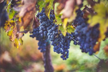 Üzüm bağında bir demet mavi üzüm. Hasatta kırmızı şarap yapmak için Cabernet Franc üzümleri. Macaristan 'da sonbaharda üzüm bağındaki üzüm bağlarının detaylı görüntüsü