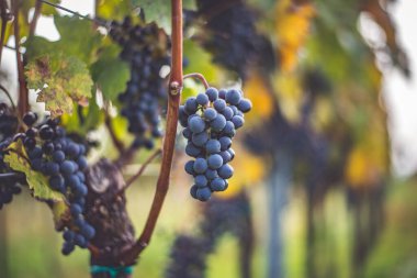 Üzüm bağında bir demet mavi üzüm. Hasatta kırmızı şarap yapmak için Cabernet Franc üzümleri. Macaristan 'da sonbaharda üzüm bağındaki üzüm bağlarının detaylı görüntüsü