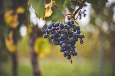 Üzüm bağında bir demet mavi üzüm. Hasatta kırmızı şarap yapmak için Cabernet Franc üzümleri. Macaristan 'da sonbaharda üzüm bağındaki üzüm bağlarının detaylı görüntüsü