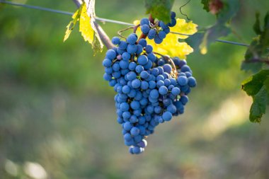 Üzüm bağında bir demet mavi üzüm. Hasatta kırmızı şarap yapmak için Cabernet Franc üzümleri. Macaristan 'da sonbaharda üzüm bağındaki üzüm bağlarının detaylı görüntüsü