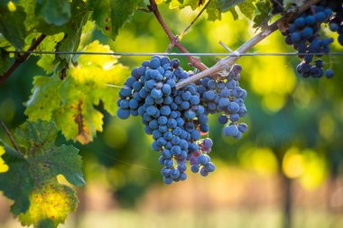 Üzüm bağında bir demet mavi üzüm. Hasatta kırmızı şarap yapmak için Cabernet Franc üzümleri. Macaristan 'da sonbaharda üzüm bağındaki üzüm bağlarının detaylı görüntüsü