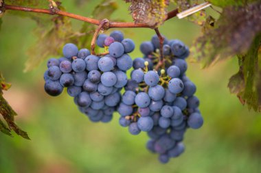 Üzüm bağında bir demet mavi üzüm. Hasatta kırmızı şarap yapmak için Cabernet Franc üzümleri. Macaristan 'da sonbaharda üzüm bağındaki üzüm bağlarının detaylı görüntüsü
