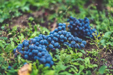 Üzüm bağlarının çimlerinde bir demet üzüm. Üzüm bağındaki mavi üzümler. Hasatta kırmızı şarap yapmak için Cabernet Franc üzümleri. Macaristan 'da sonbaharda bir üzüm bağındaki donmuş üzüm üzümlerinin ayrıntılı görüntüsü