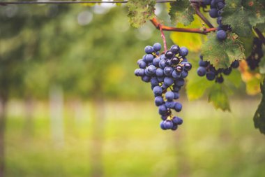 Üzüm bağında bir demet mavi üzüm. Hasatta kırmızı şarap yapmak için Cabernet Franc üzümleri. Macaristan 'da sonbaharda üzüm bağındaki üzüm bağlarının detaylı görüntüsü