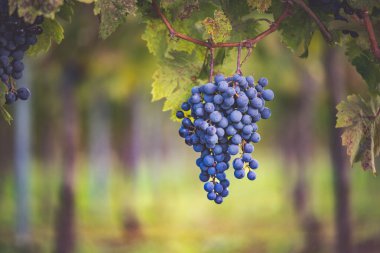 Üzüm bağında bir demet mavi üzüm. Hasatta kırmızı şarap yapmak için Cabernet Franc üzümleri. Macaristan 'da sonbaharda üzüm bağındaki üzüm bağlarının detaylı görüntüsü