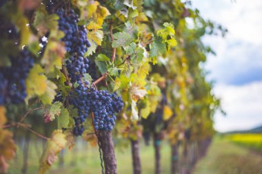 Üzüm bağında bir demet mavi üzüm. Hasatta kırmızı şarap yapmak için Cabernet Franc üzümleri. Macaristan 'da sonbaharda üzüm bağındaki üzüm bağlarının detaylı görüntüsü