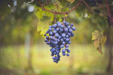 Üzüm bağında bir demet mavi üzüm. Hasatta kırmızı şarap yapmak için Cabernet Franc üzümleri. Macaristan 'da sonbaharda üzüm bağındaki üzüm bağlarının detaylı görüntüsü