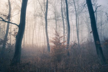 Ormanda kar olmayan sisli ağaçlar. Macaristan, Pannonhalma 'daki derin karanlık ormanda sabah sisi