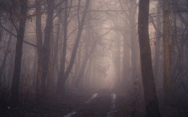 Ormanda sisli bir yol. Macaristan, Pannonhalma 'daki derin karanlık ormanda sabah sisi