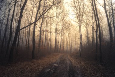Ormanda sisli bir yol. Macaristan, Pannonhalma 'daki derin karanlık ormanda sabah sisi