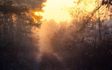 Foggy and frosty winter forest with foot path at sunset time. Illak forest, near Pannonhalma in Hungary clipart