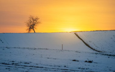 Beautiful winter snowy sunset with a single tree on the top of hill near Pannonhalma, Hungary. clipart