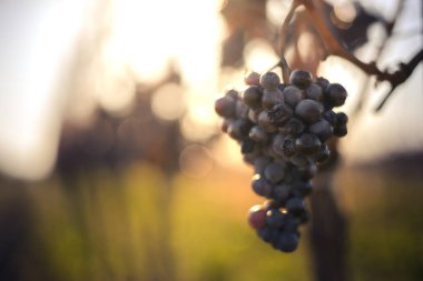 Mavi Cabernet Franc demeti üzüm. Buzlu şarap yapmak için üzüm. Macaristan 'da bir üzüm bağındaki donmuş üzümlerin detaylı görüntüsü