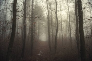 Foggy path in the forest. Morning fog in the deep dark woods near Pannonhalma, Hungary