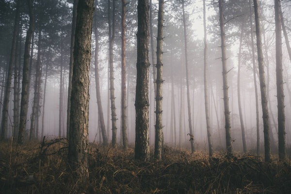 Foggy trees without snow in the forest. Morning fog in the deep dark woods near Pannonhalma, Hungary