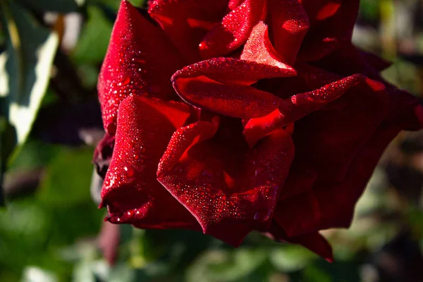 Bild Einer Rose — Stockfoto