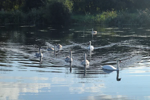 Uma Família Cisnes Rio Exe Perto Exeter — Fotografia de Stock