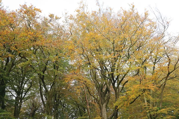 Ouro Outono Folhas Amarelas Uma Avenida Arborizada Que Leva Monumento — Fotografia de Stock