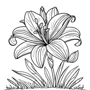 Kıvrımlı yaprakları ve açılmamış tomurcukları olan dekoratif bir zambak çiçeği.