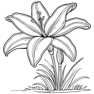 Tomurcukları ve boyası olan tek bir zambak çiçeğinin ana hatları.