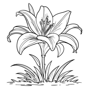 Çiçek boyamak için mükemmel yaprakları ve otları olan zarif zambak çiçeği.