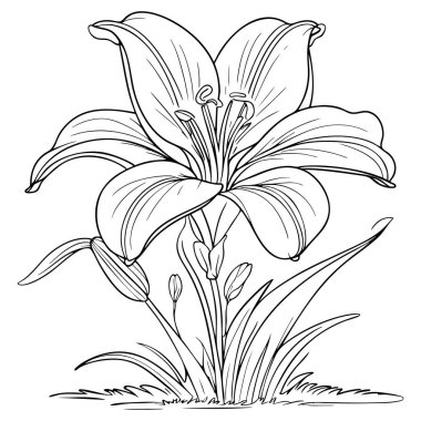 Çiçek açan yaprakları ve tomurcukları olan zarif zambak çiçekleri.