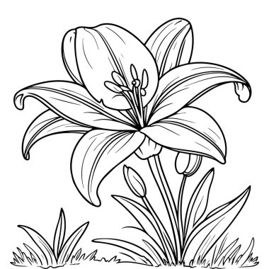 Renklendirmek için çimenli yapraklarla çevrili açık yaprakları ve çiçek tomurcukları olan zarif zambaklar.