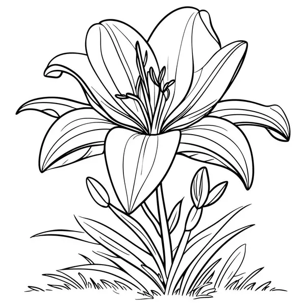 Yapraklar ve tomurcuklarla çiçeklenmiş güzel bir zambak çiçeği