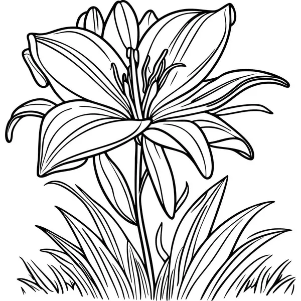 Siyah ve beyaz çizimde iki çiçek açan zambak ve ot.