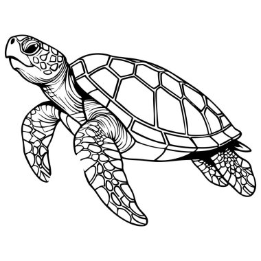 Detaylı kabuklu ve paletli gerçekçi bir deniz kaplumbağası. Renklendirme ve doğa aşıkları için mükemmel.