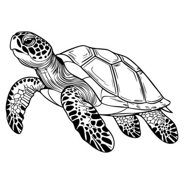 Kalın kabuklu ve anlamlı detayları olan şık deniz kaplumbağası, deniz boyası için mükemmel.