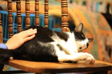 Siyah beyaz büyük kedi evde oturuyor.