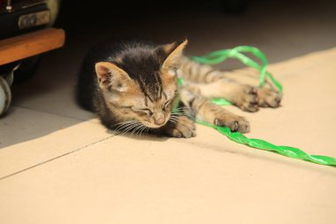 Küçük tekir kedi güneşin altında uyur. İple oynadıktan sonra yorgun hisseder.