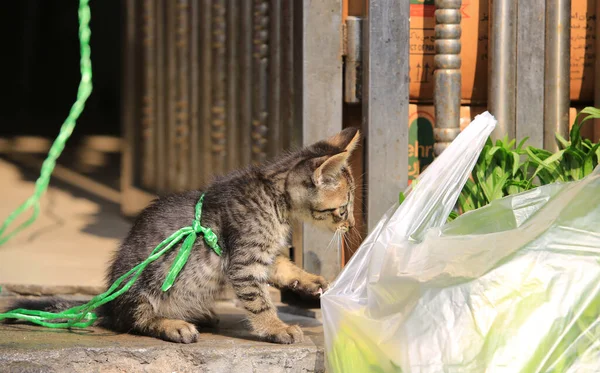Tabby Piccolo Gatto Guardando Verdura Nel Mercato All Aperto — Foto Stock
