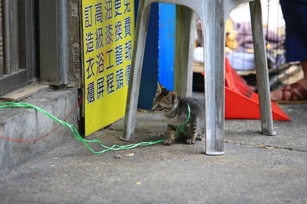 Piccolo Gatto Bambino Giocando Stesso Sulla Strada Cacciare Giocattolo — Foto Stock