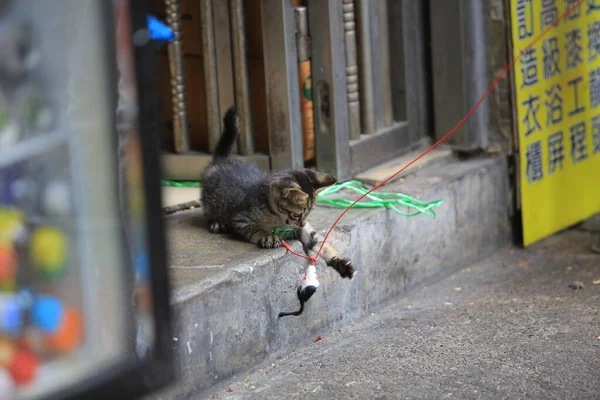小胖猫玩玩具老鼠 — 图库照片