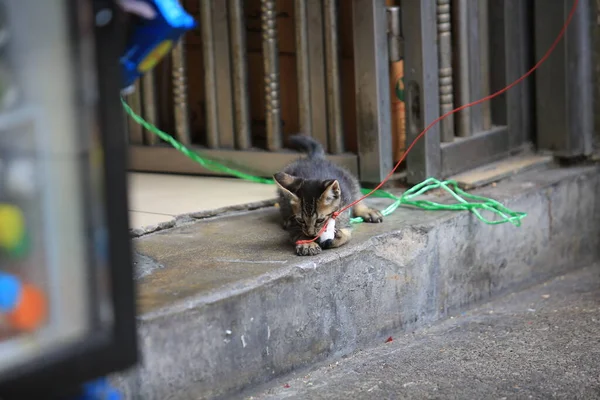 Малыш Тэбби Кот Играющий Игрушечную Мышь — стоковое фото