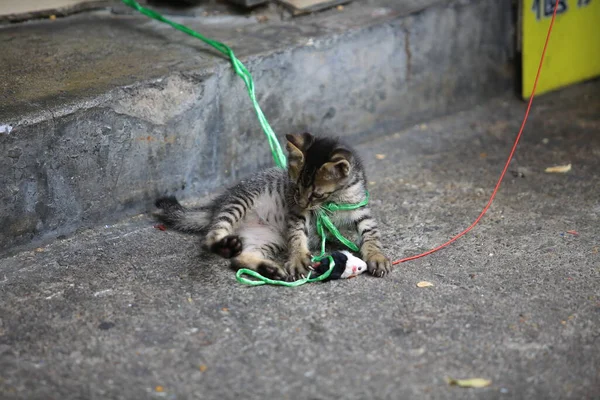Yavru Tekir Kedi Oyuncak Fareyi Oynuyor — Stok fotoğraf