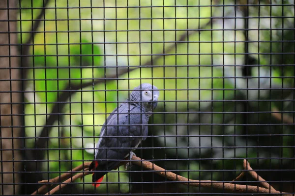 Kafesin Içinde Özgür Olmayan Gri Papağan — Stok fotoğraf