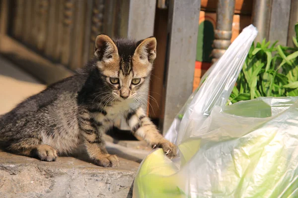 Tabby Mały Kot Oglądanie Warzyw Rynku — Zdjęcie stockowe
