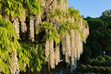Japonya 'da bahar mevsiminde asılı beyaz salkımlar