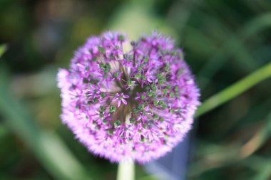Allium hollandicum, İran soğanı veya Hollanda sarımsağı
