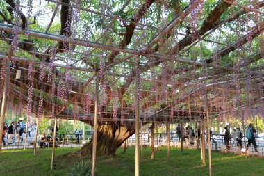 Ashikago çiçek parkı, Japonya 'nın doğusundaki en büyük çiçek parklarından biridir, Wisteria bahçıvanlığıyla ünlüdür.