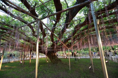 Ashikago çiçek parkı, Japonya 'nın doğusundaki en büyük çiçek parklarından biridir, Wisteria bahçıvanlığıyla ünlüdür.