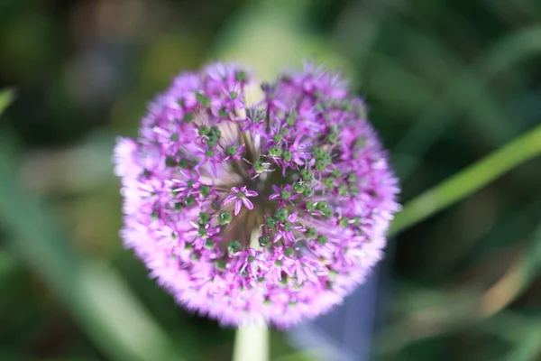 Allium Hollandicum Persische Zwiebel Oder Holländischer Knoblauch — Stockfoto