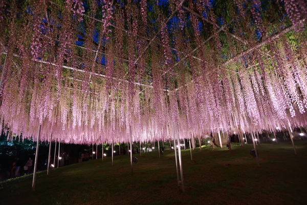 Ashikago Çiçek Parkındaki Wisteria Bahçıvanlığı Japonya Nın Doğusundaki Büyük Çiçek — Stok fotoğraf